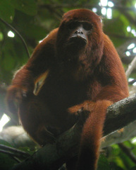 Alouatta sara