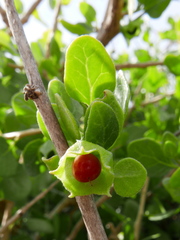 Withania frutescens