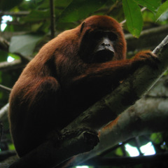 Alouatta sara