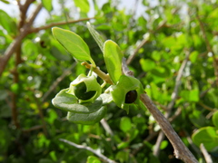 Withania frutescens