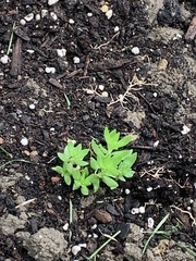 Floerkea proserpinacoides