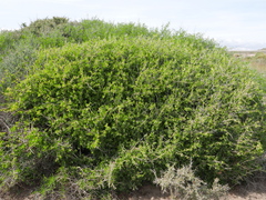 Withania frutescens