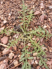 Cymopterus glomeratus