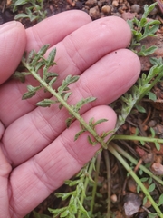 Cymopterus glomeratus
