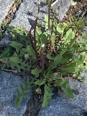 Taraxacum officinale