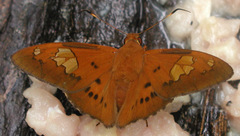 Euriphellus euribates