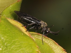 Arge berberidis