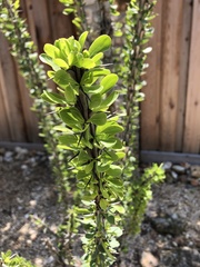 Fouquieriaceae