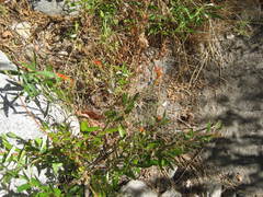 Castilleja minor stenantha