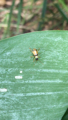 Pterygota