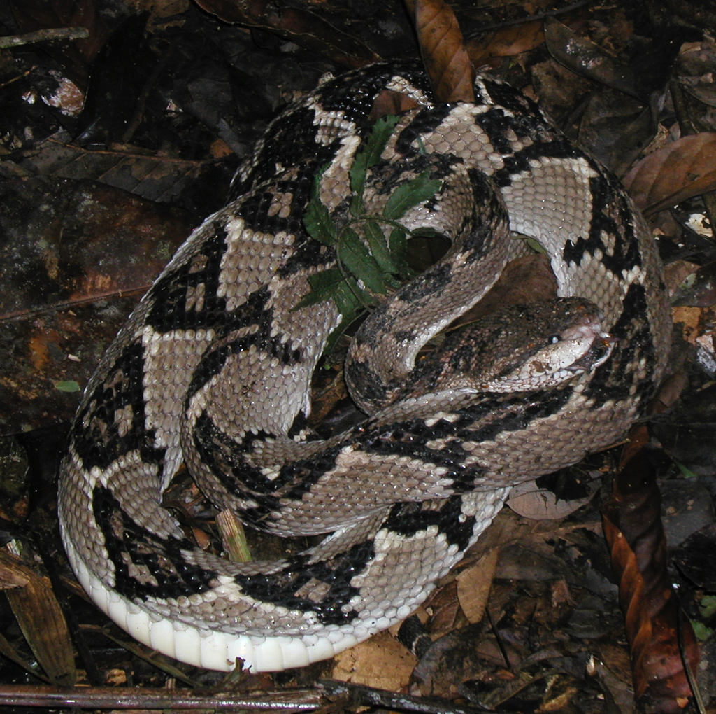 South American Bushmaster in March 2004 by Rich Hoyer · iNaturalist