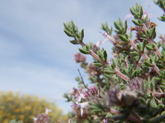Thymus baeticus