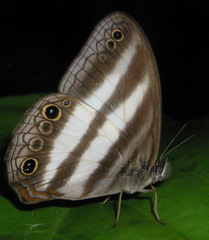 Pareuptychia hesionides