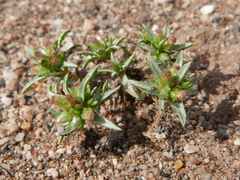 Ifloga spicata