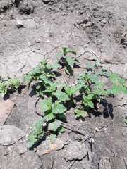 Mentha × rotundifolia