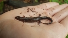 Desmognathus fuscus