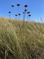 Berkheya setifera