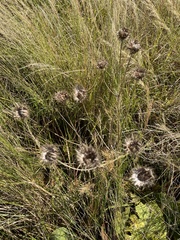 Berkheya setifera