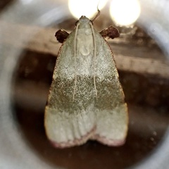 Basacallis tarachodes