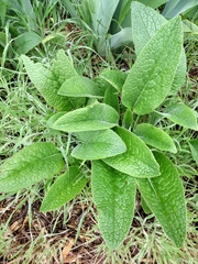 Borago officinalis