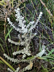 Plecostachys serpyllifolia