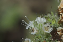 Phacelia rupestris