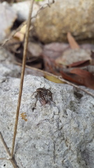 Salticidae