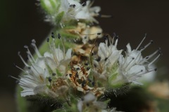 Phacelia rupestris