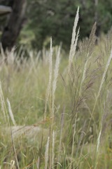 Muhlenbergia emersleyi