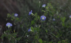 Ipomoea cardiophylla