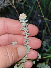 Plecostachys serpyllifolia