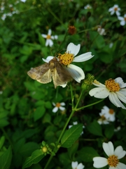 Thysanoplusia reticulata