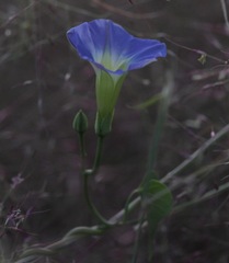 Ipomoea cardiophylla