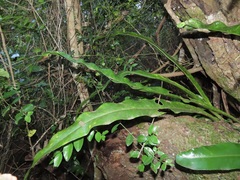 Microsorum punctatum