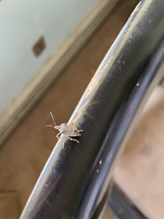 Halyomorpha halys