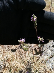 Magnoliopsida