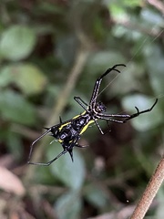 Micrathena vigorsi