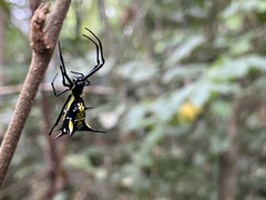 Micrathena vigorsi