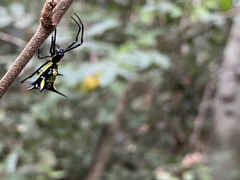 Micrathena vigorsi