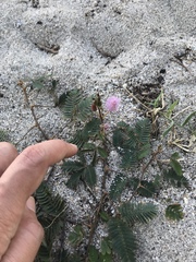 Mimosa pudica