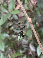 Micrathena vigorsi