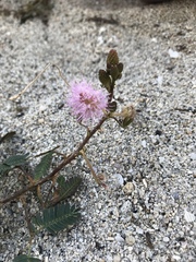 Mimosa pudica