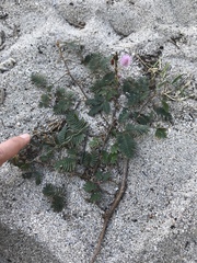 Mimosa pudica