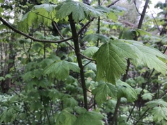 Acer pseudoplatanus