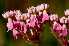 Asclepias incarnata incarnata
