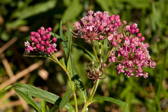 Asclepias incarnata incarnata