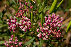 Asclepias incarnata incarnata