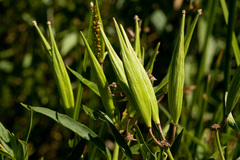 Asclepias incarnata incarnata
