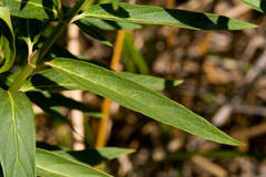 Asclepias incarnata incarnata