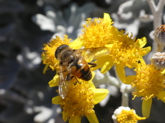 Eristalis tenax